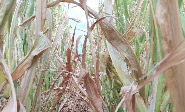 La falta de lluvias encendió la alerta roja en la zona núcleo: “Da miedo ver el estado de los lotes”