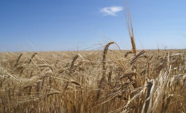 Recomiendan Acadia Bio en enfermedades de la cosecha fina.