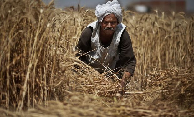 Egipto, el Estado más poblado del mundo árabe y el mayor importador mundial de trigo, manifestó su interés por el cereal argentino.