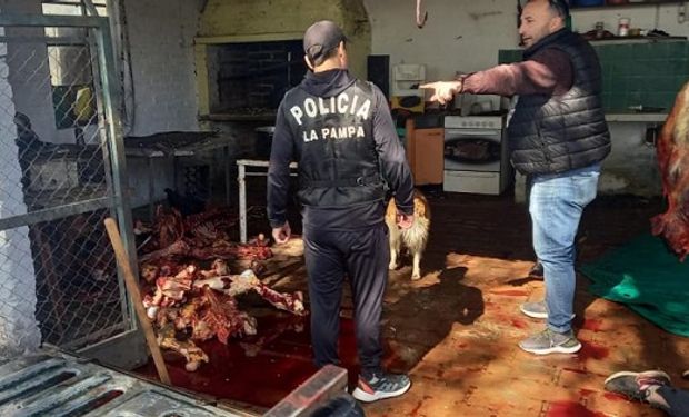 Desbaratan un frigorífico clandestino de caballos: secuestraron 500 kilos de pulpa y carne picada para hamburguesas