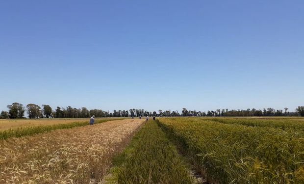Los desafíos económicos a partir del 11 de diciembre y los efectos en el campo