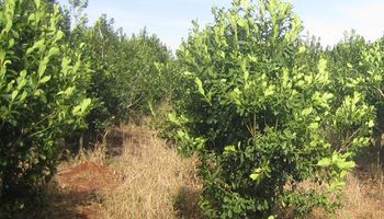 Yerba mate: el Gobierno fijó un aumento superior al 20 % para el producto puesto en secadero