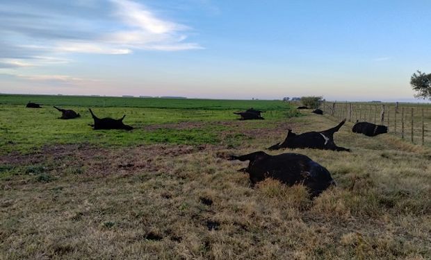 Alerta por intoxicación en ganado luego de la sequía: qué se sabe y cuál es la recomendación