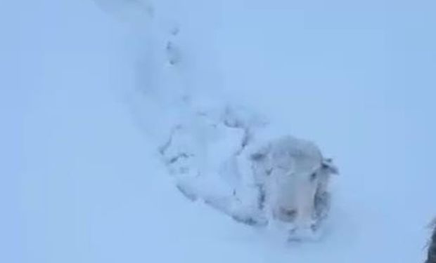 Trampa mortal: la nieve no cede en la Patagonia y hay miles de animales con riesgo de muerte