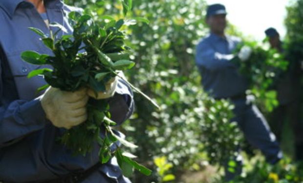 Fijan nuevos precios para la yerba mate