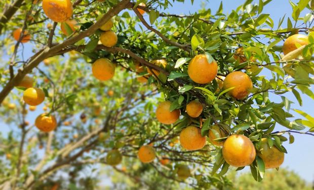 Fundecitrus aponta menor safra de laranja desde temporada 88/89