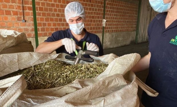 Yerba mate: el consumo alcanzó 238,7 millones de kilos en lo que va del año