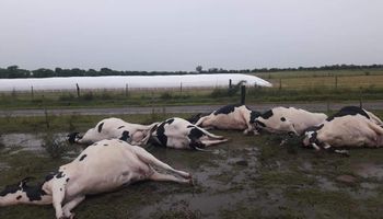 Un rayo dejó su marca en el campo de un tambero: mató a 7 vacas preñadas