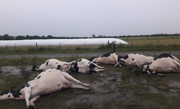 Un rayo mató a siete vacas preñadas.