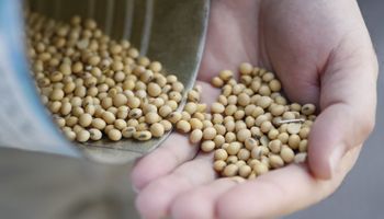 El precio de la soja no detiene su caída ante la falta de novedades desde China