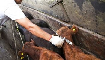 La importancia de las enfermedades posparto en bovinos