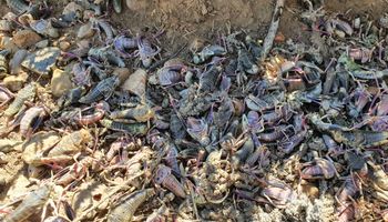 Alertan la presencia de tucuras en el sur y piden monitorear: advierten por potenciales daños en forraje, pastizales y cultivos