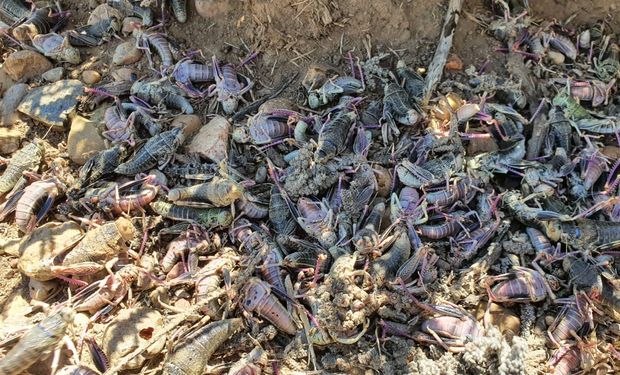 Alertan la presencia de tucuras en el sur y piden monitorear: advierten por potenciales daños en forraje, pastizales y cultivos