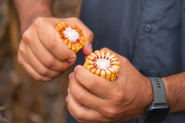 advanta maiz
