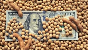 Soja a $127.000 y maíz a $62.000 en el mercado local, mientras Chicago recupera terreno