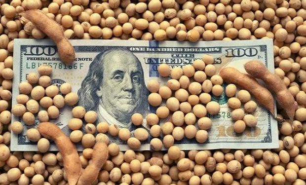 Soja a $127.000 y maíz a $62.000 en el mercado local, mientras Chicago recupera terreno