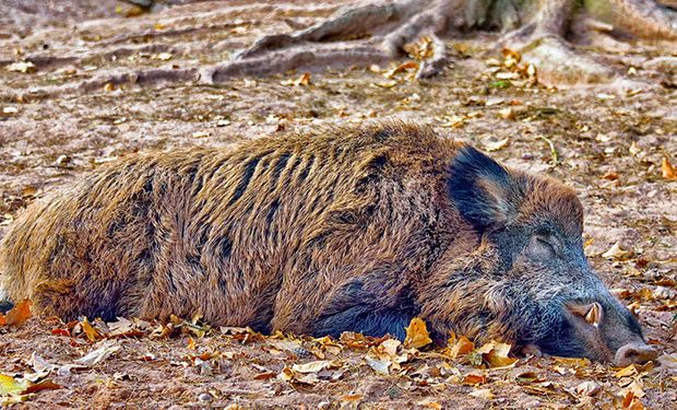 El jabalí puede servir de reservorio natural del virus sin mostrar signos de la enfermedad.