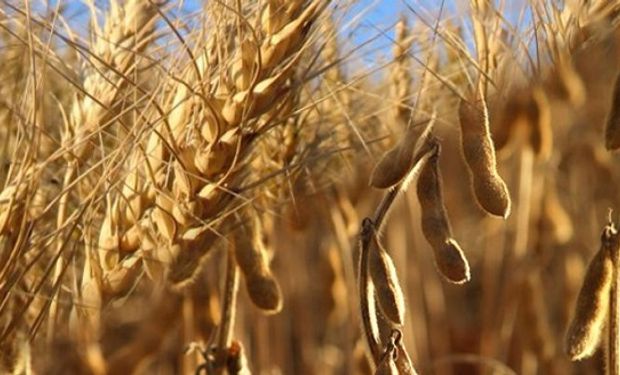 Soja y maíz: la expectativa de lluvias en Argentina presiona las cotizaciones de Chicago