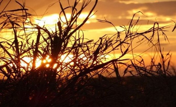 ¿Otra semana de lluvias escasas? Qué dice el pronóstico del tiempo para el agro