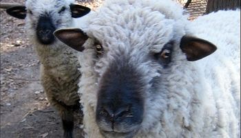 La mortandad de ovejas afectará ventas de lana