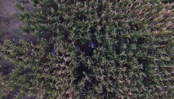 Lanzan nuevos herbicidas para enfrentar el avance de malezas resistentes