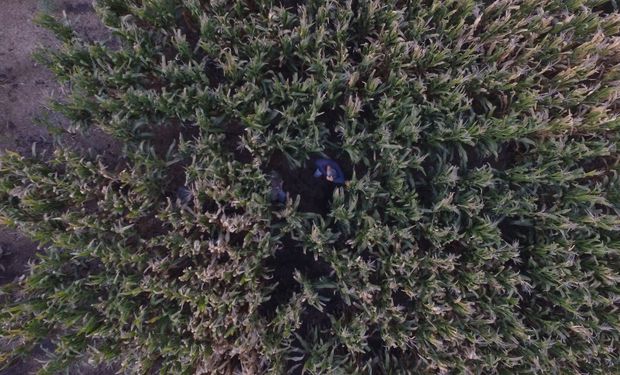 Lanzan nuevos herbicidas para enfrentar el avance de malezas resistentes