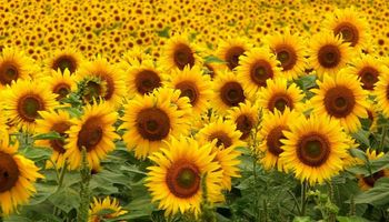 Oportunidad de siembra: harán falta más de 2 millones de hectáreas adicionales de girasol