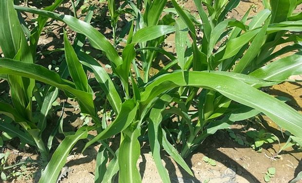 El maíz tardío, una nueva estrategia