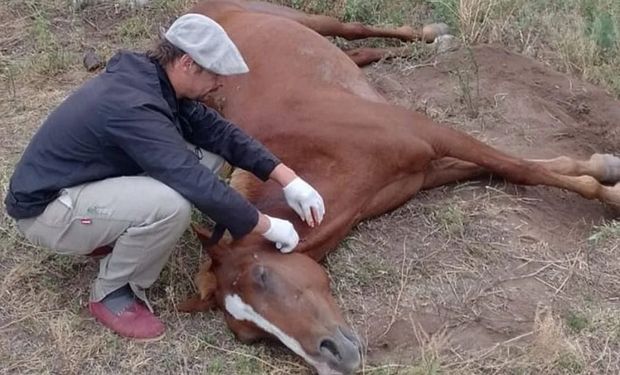 Disponen la obligatoriedad de la vacunación contra la encefalomielitis equina