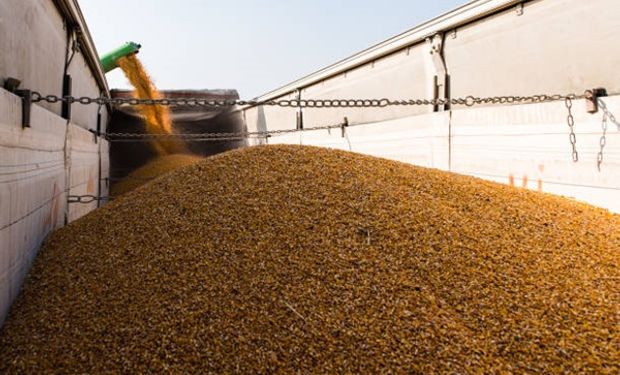 Los suministros de trigo del Mar Negro y amplia oferta de maíz estadounidense presionaron la cotización de los cereales