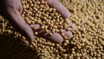 El precio de la soja sufrió pérdidas de más de 4 dólares en Chicago: cuánto se pagó en Rosario