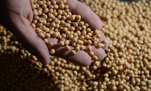 El precio de la soja sufrió pérdidas de más de 4 dólares en Chicago: cuánto se pagó en Rosario