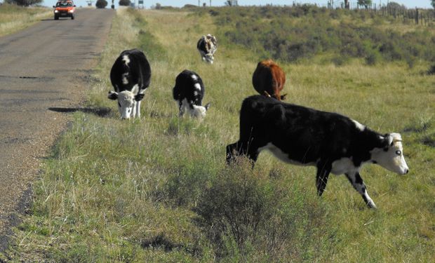 Uruguay declaró 14 millones de hectáreas en emergencia y habilita el pastoreo de animales en rutas por la sequía