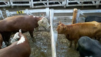 Liniers: continúa la demanda exportadora y los lotes para consumo local se mantienen estables