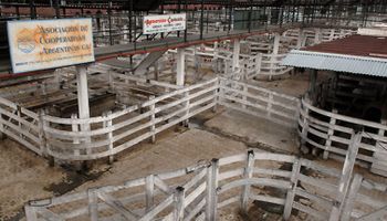 Liniers: el mercado sigue sin trabajar y preocupan los valores para el regreso de la actividad