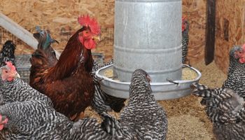 Aves: medidas para evitar el estrés por calor que mejoran la calidad de los huevos