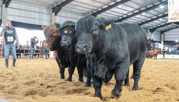 Expectativa en el negocio ganadero: "El productor está tomando confianza para el largo plazo"
