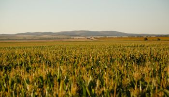 Nidera Semillas presenta un maíz que tiene todo para convertirse en el más elegido 