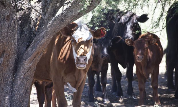 Debido a la llegada del verano y a las altas temperaturas, aumenta el riesgo de estrés por calor en el rodeo.