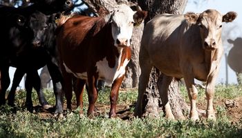 Un caso de vaca loca fue detectado en un bovino de Suiza