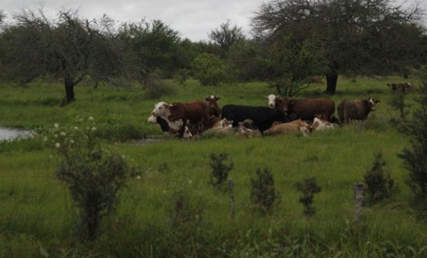 El clima no da tregua: recomendaciones de manejo ante las inundaciones en el norte de Santa Fe.