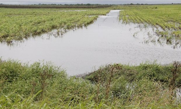 Aportes y recomendaciones agronómicas: el manejo en cada lote o situación merece un diagnóstico previo particular.