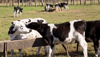Contemplarán las pruebas diagnósticas previas a la vigencia del nuevo plan de brucelosis bovina