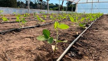 Cientificos argentinos crearon una soja que produce el 60 por ciento de sus vainas con cuatro semillas, en lugar de tres