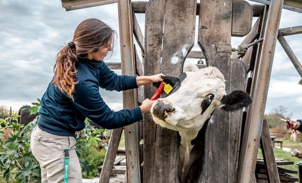 Día del Ingeniero Agrónomo y del Veterinario: ¿Cuál es el origen de esta fecha para celebrar a un eslabón clave de la producción de alimentos?
