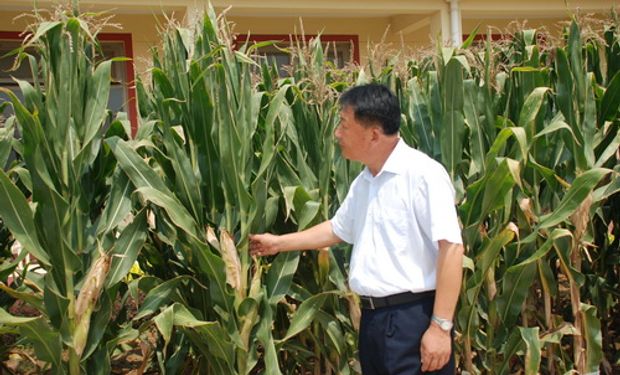 China, mercado de maíz de formidable crecimiento