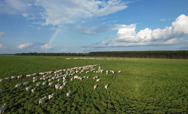 “A Carne do Futuro” será tema de debate em Mato Grosso