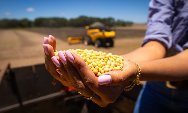 Lucro da soja em 2025/26: Datagro projeta o que esperar na safra