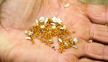 Las semillas del Prohuerta se entregarán en tiempo récord
