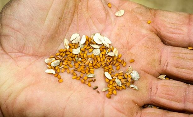 Las semillas ya llegaron a las distintas unidades del INTA de todo el país y en las próximas semanas comenzarán a entregarse a huerteros, escuelas, familias y organizaciones.